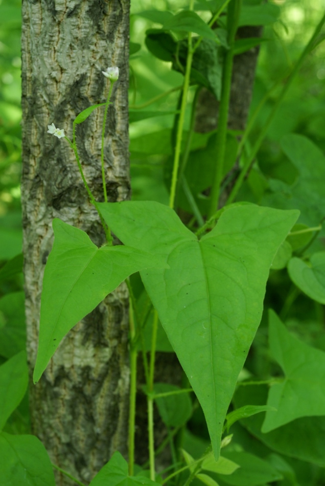 Изображение особи Truellum japonicum.