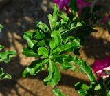 Adenium obesum