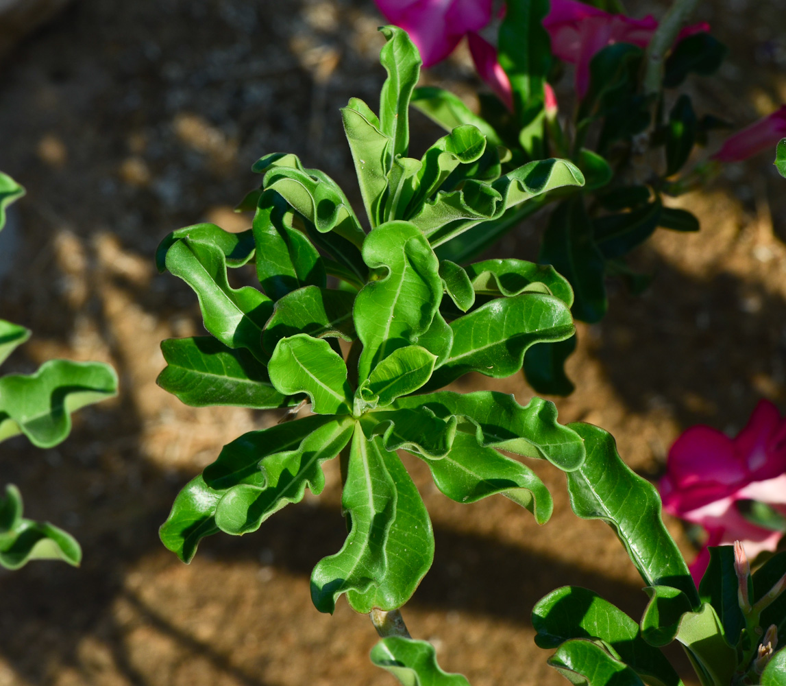 Image of Adenium obesum specimen.