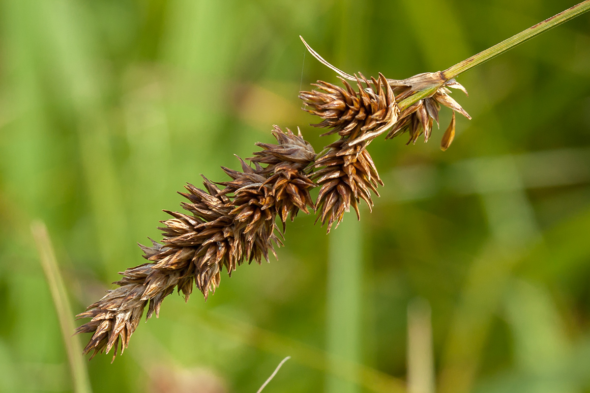 Image of Carex disticha specimen.