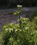Heracleum mantegazzianum