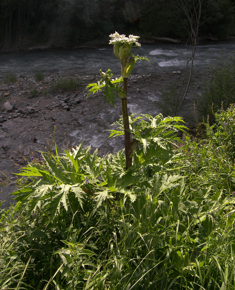 Изображение особи Heracleum mantegazzianum.