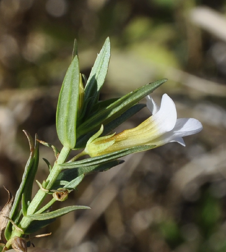 Изображение особи Gratiola officinalis.