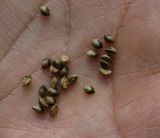 Setaria pumila