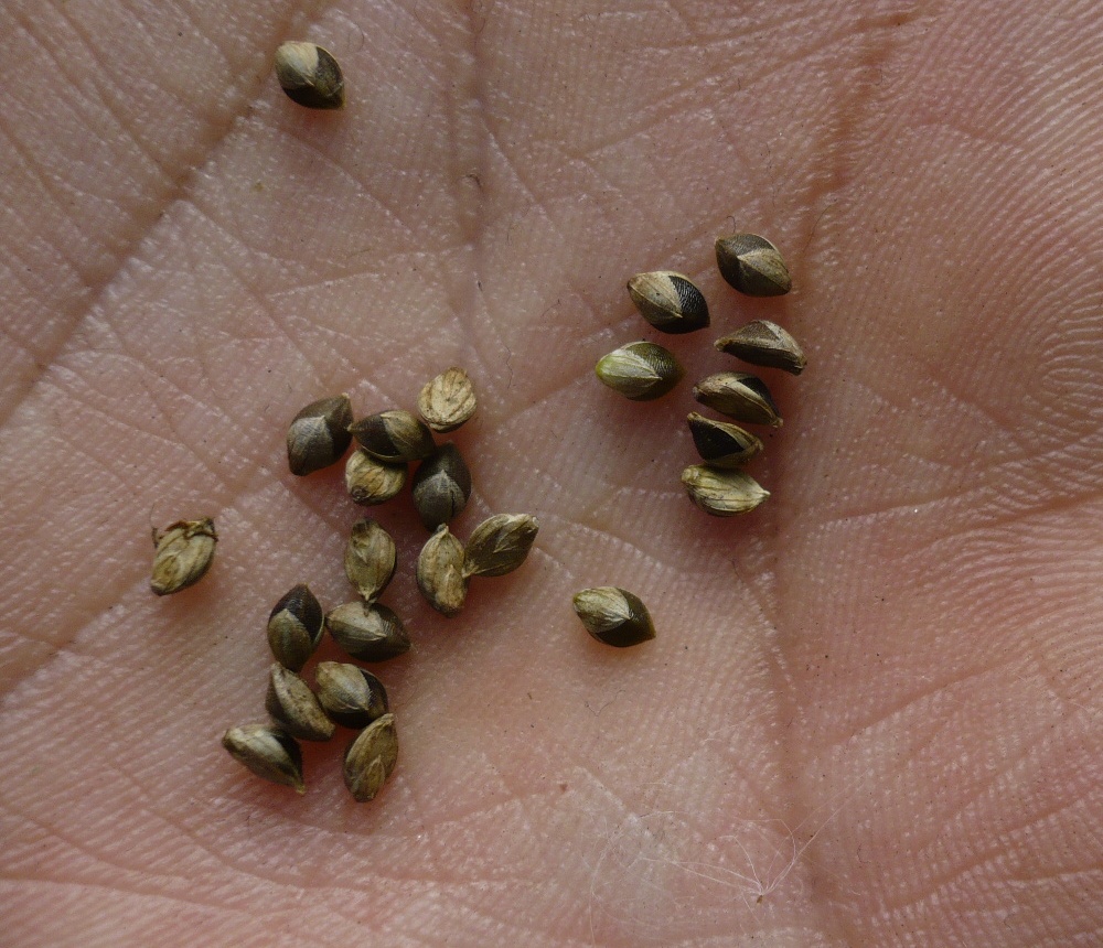 Image of Setaria pumila specimen.