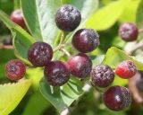 Aronia melanocarpa