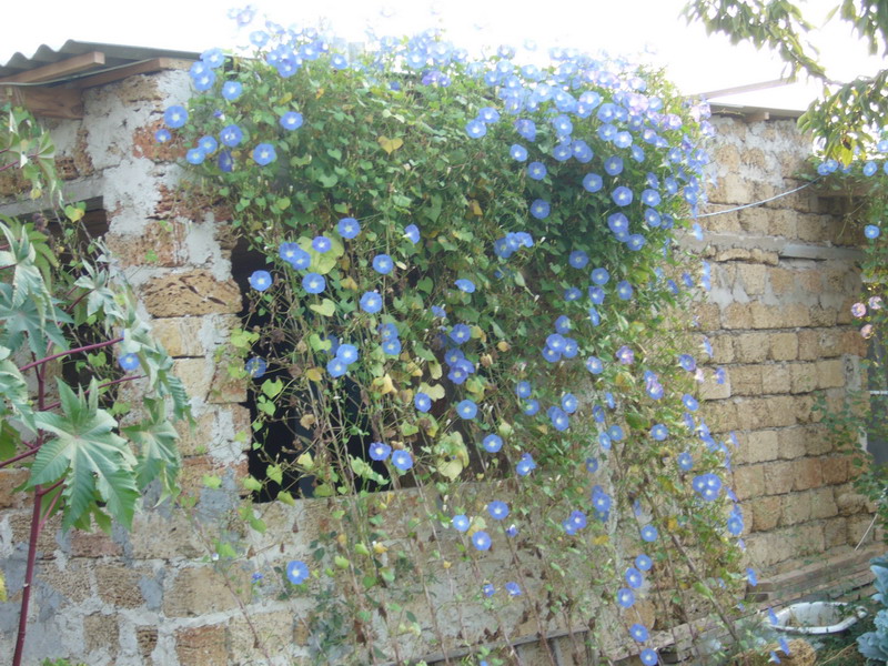 Изображение особи Ipomoea tricolor.