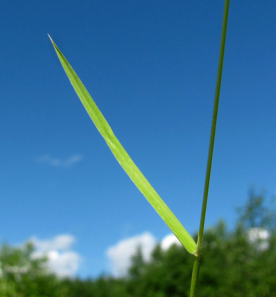 Image of Poa trivialis specimen.