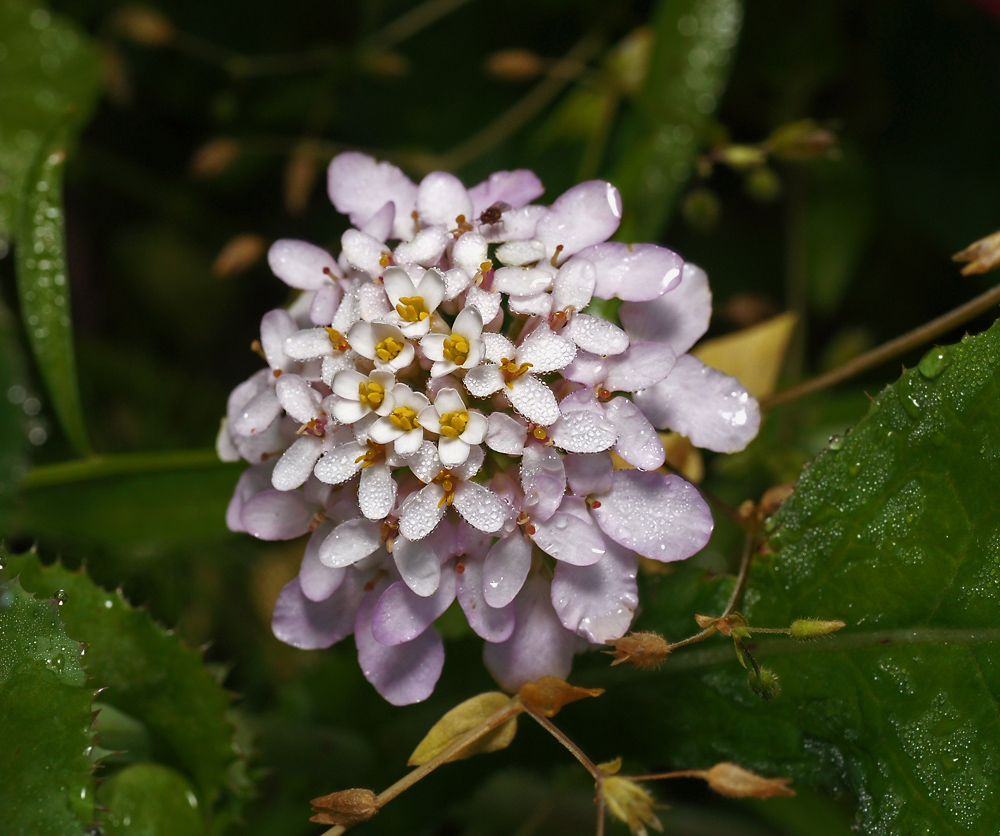 Изображение особи Iberis umbellata.