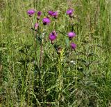 Cirsium heterophyllum