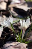 Colchicum kesselringii. Цветущие растения. Южный Казахстан, левобережье Сыр-Дарьи выше Сюткента. 28.03.2014.