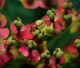 Euphorbia cyparissias. Плоды и присоцветные листья. Московская обл., Раменский р-н, окр. дер. Хрипань, садовый участок. 14.06.2014.