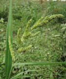 Echinochloa crus-galli