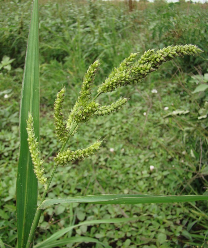 Изображение особи Echinochloa crus-galli.