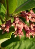 Asclepias syriaca