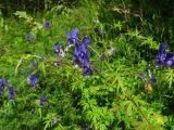 Aconitum volubile. Верхняя часть цветущего растения (форма с вьющимся стеблем). Томская обл., окр. г. Томск, опушка березового леса. 23.08.2009.