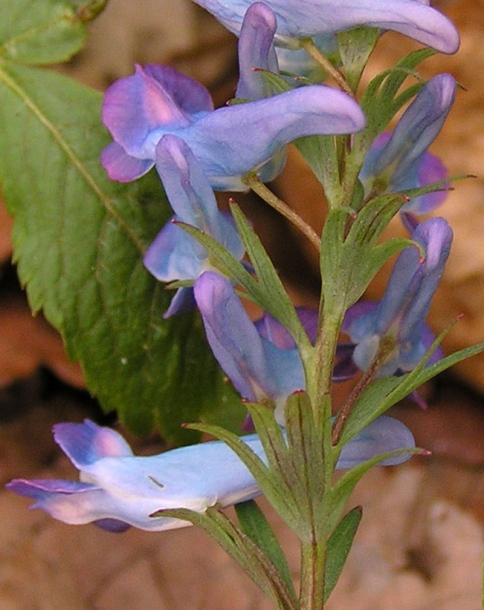 Image of Corydalis turtschaninovii specimen.