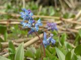 Corydalis ambigua