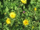 Inula hirta. Верхушки побегов с соцветиями. Пензенская область, Спасский район, с. Ново-Зубово, опушка леса. 13.06.2009.