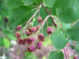 Amelanchier ovalis