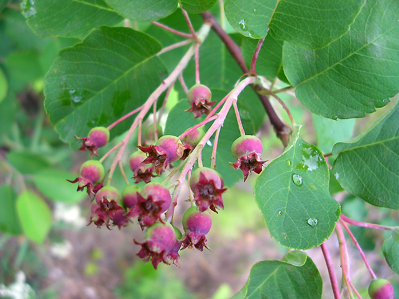 Image of Amelanchier ovalis specimen.