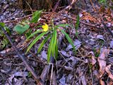 Anemone jenisseensis