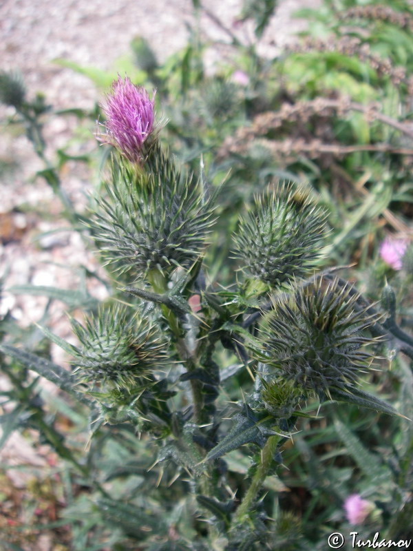 Image of Cirsium vulgare specimen.