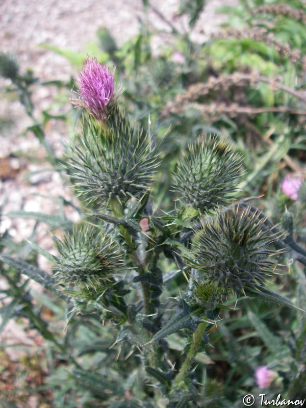 Изображение особи Cirsium vulgare.