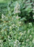 Nepeta cataria