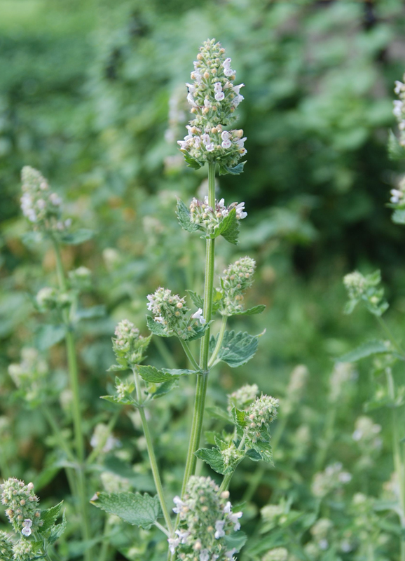 Image of Nepeta cataria specimen.