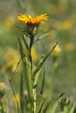 Inula ensifolia. Верхушка цветущего растения. Белгородская обл., окрестности пос. Борисовка, Острасьев Яр, степь. 30.06.2009.