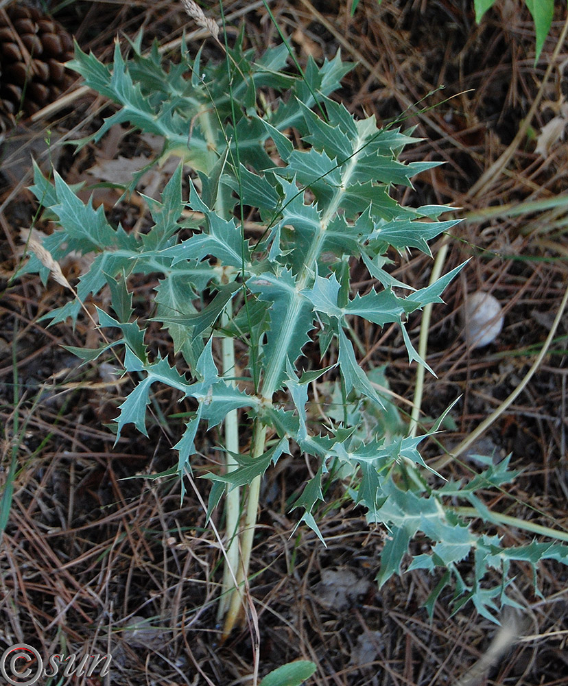 Изображение особи Eryngium campestre.