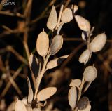 Fibigia clypeata