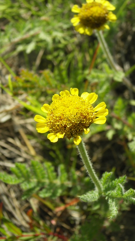 Image of Tanacetum bipinnatum specimen.