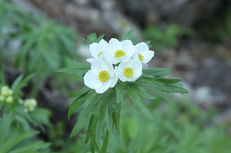 Image of Anemonastrum crinitum specimen.