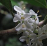 Osmanthus &times; fortunei