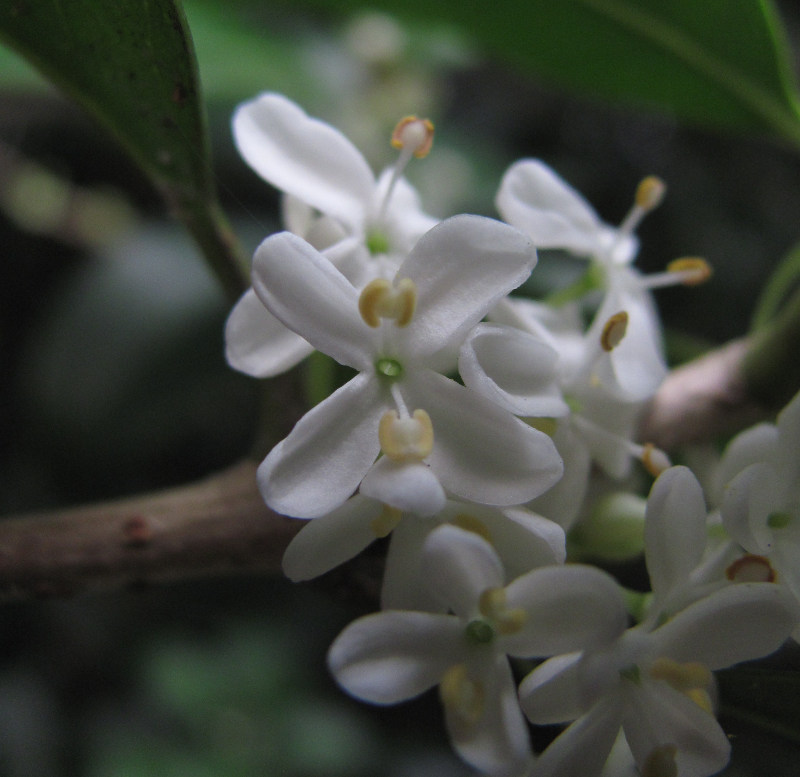 Image of Osmanthus &times; fortunei specimen.