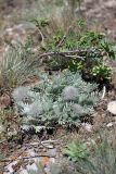 Oxytropis trichocalycina