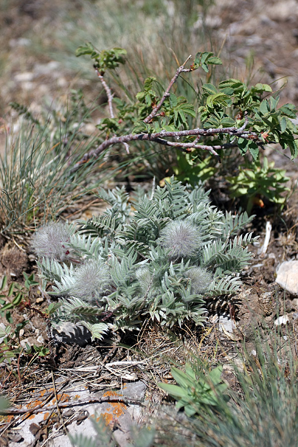 Image of Oxytropis trichocalycina specimen.