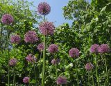 Allium altissimum