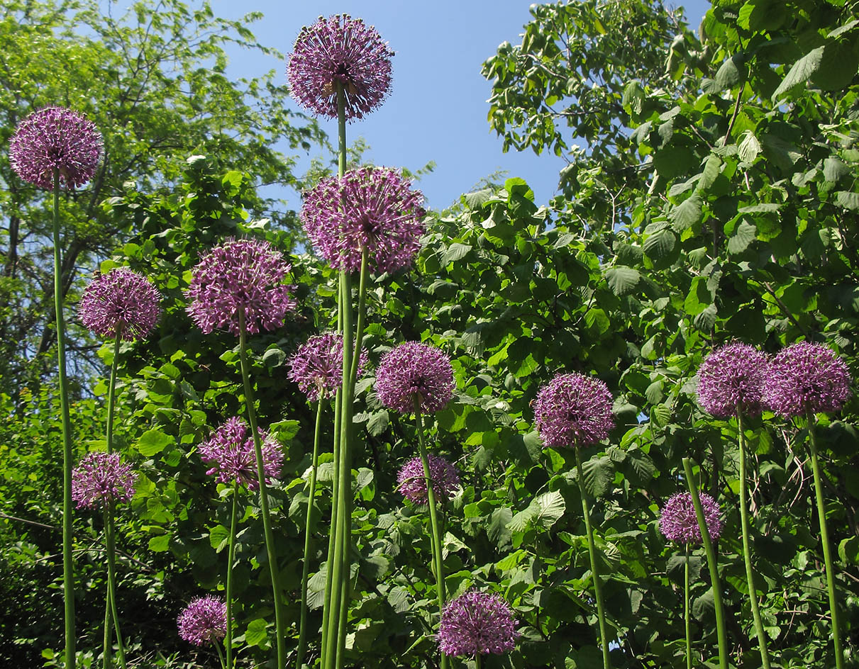 Изображение особи Allium altissimum.