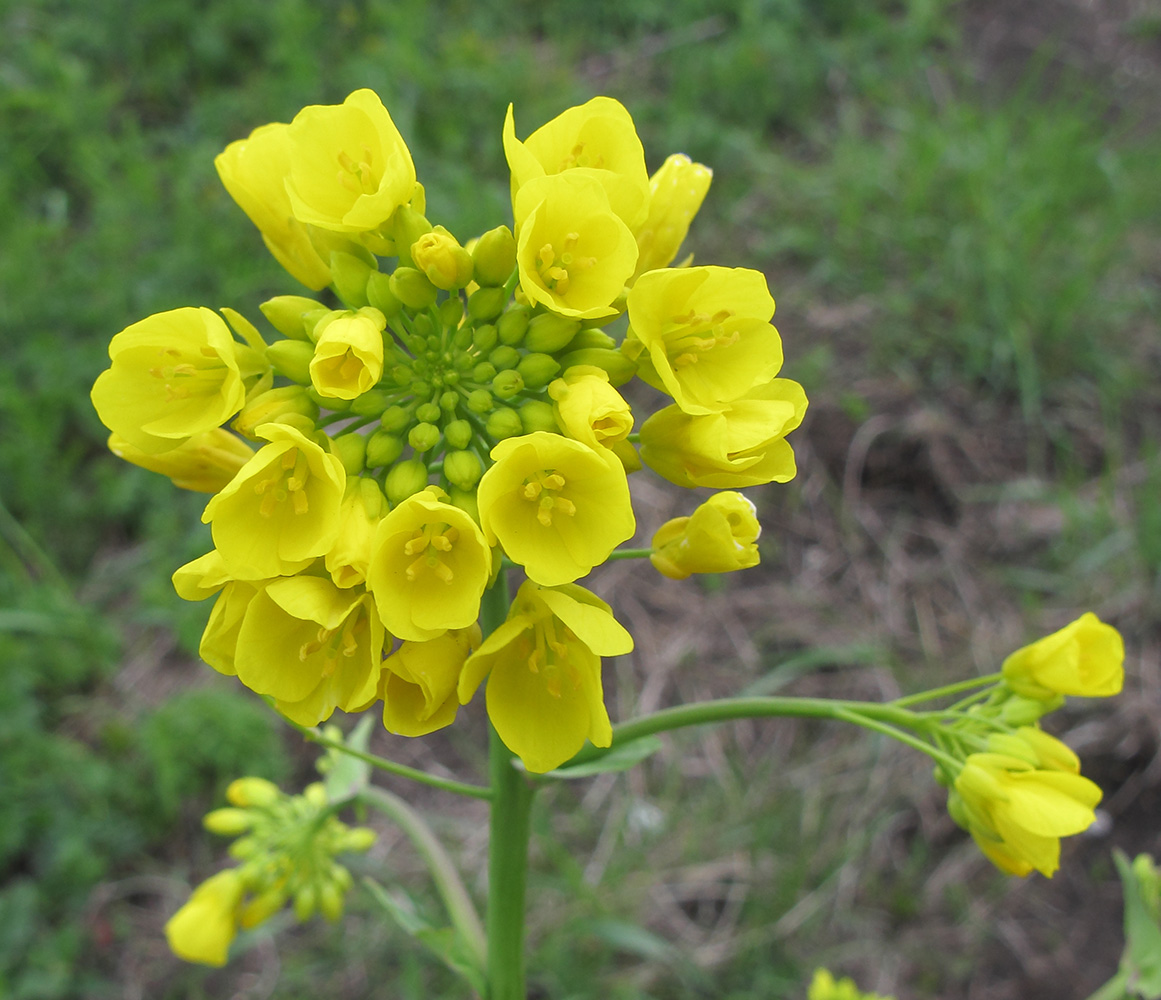 Изображение особи Brassica campestris.