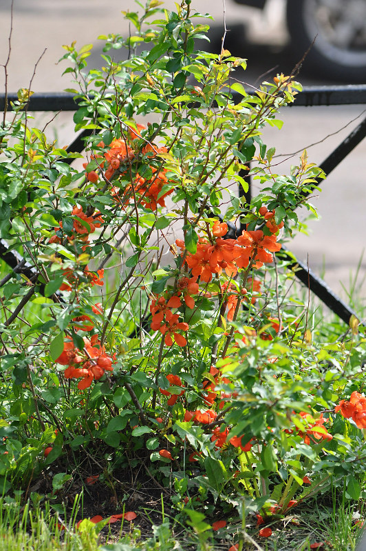 Image of Chaenomeles japonica specimen.