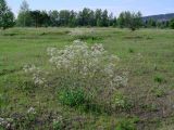 Gypsophila altissima