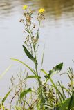 Sonchus arvensis подвид uliginosus. Верхушка цветущего и плодоносящего растения. Ростовская обл., Неклиновский р-н, Васильево-Ханжоновское с/п, дол. р. Мокрый Еланчик, на берегу. 28.08.2015.