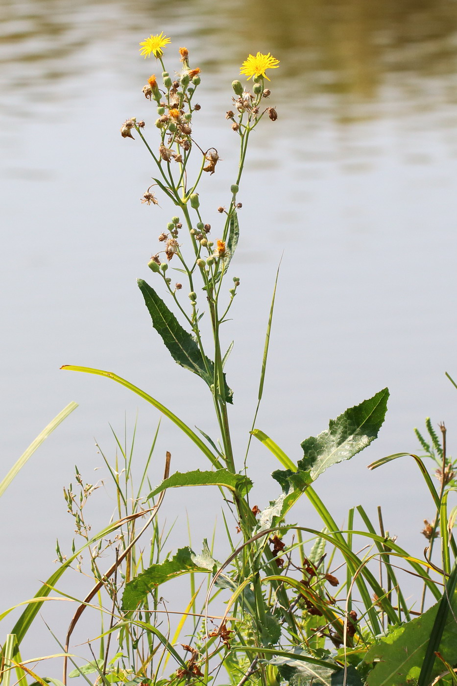 Image of Sonchus arvensis ssp. uliginosus specimen.