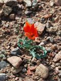 Tulipa variety korolkowioides