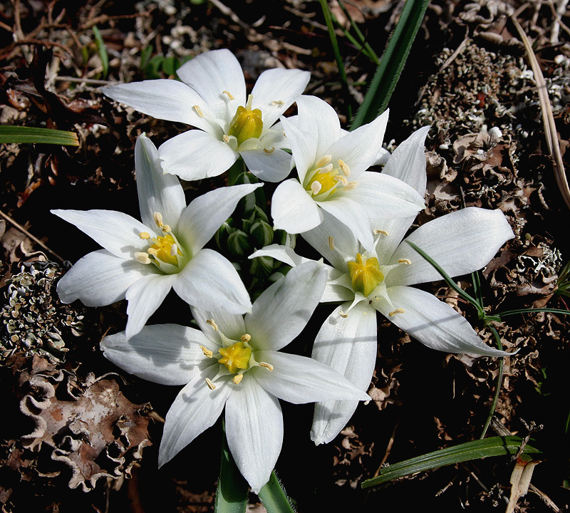 Image of Ornithogalum fimbriatum specimen.