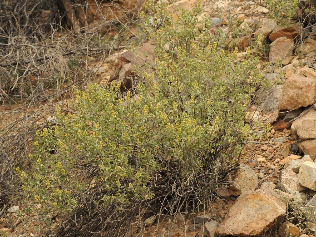 Image of Ambrosia deltoidea specimen.