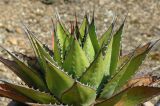 Agave montana